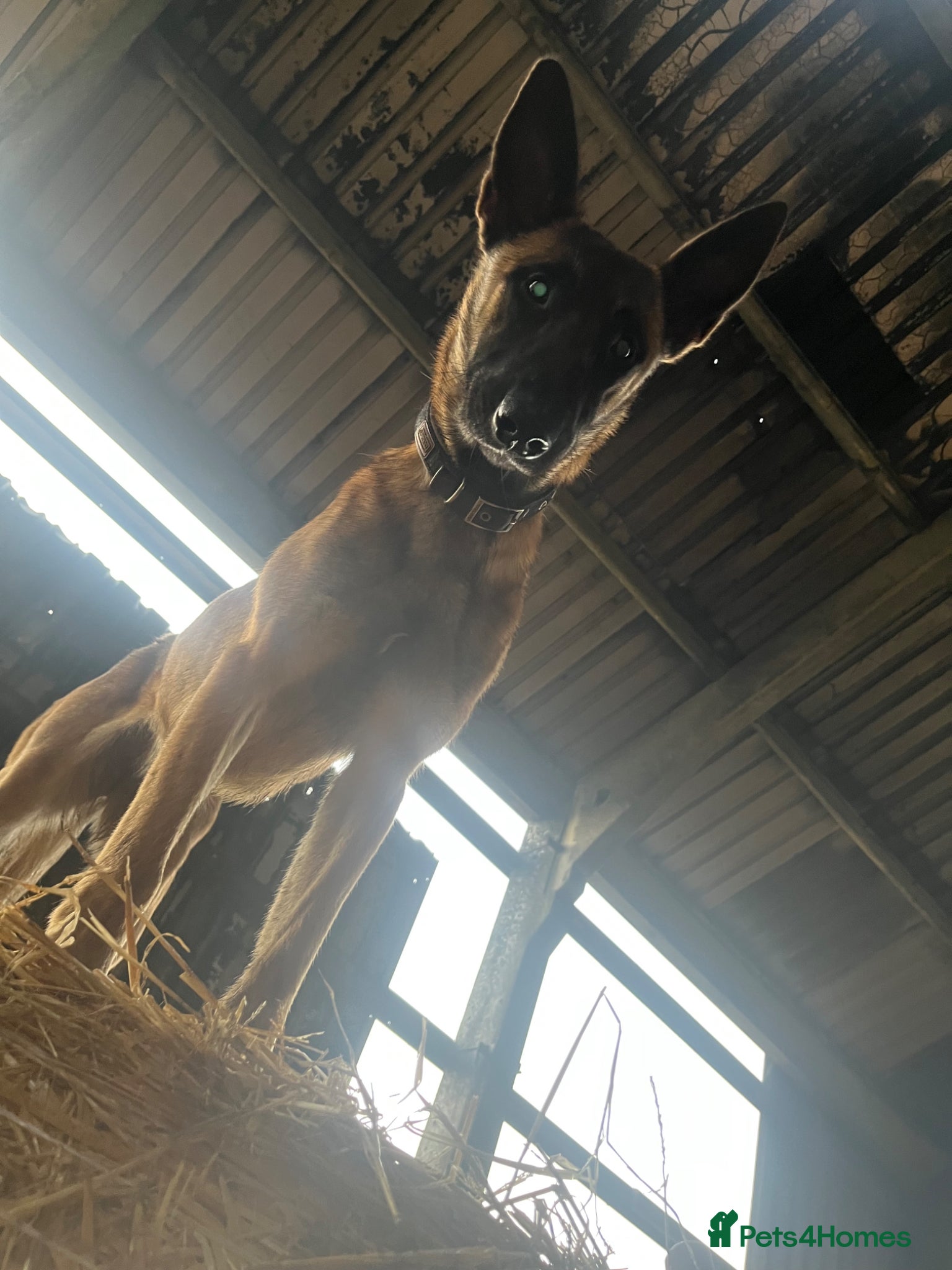 Belgian Shepherd Dog dogs for sale: Gorgeous Malinois Puppies ‼️ - Advert 11