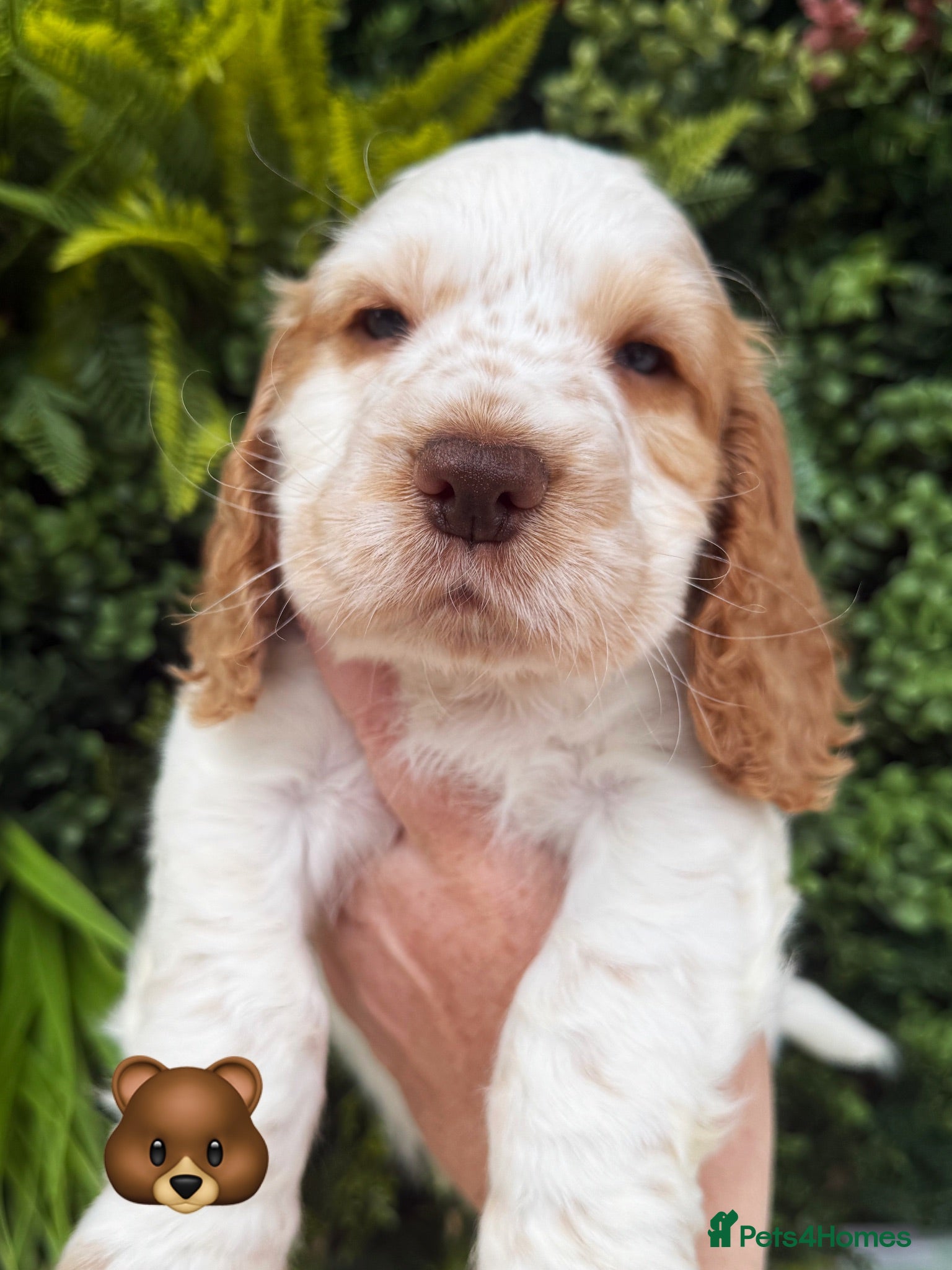 Cocker Spaniel dogs Stunning Lemon & white Boy available . KC Reg   - Advert 2