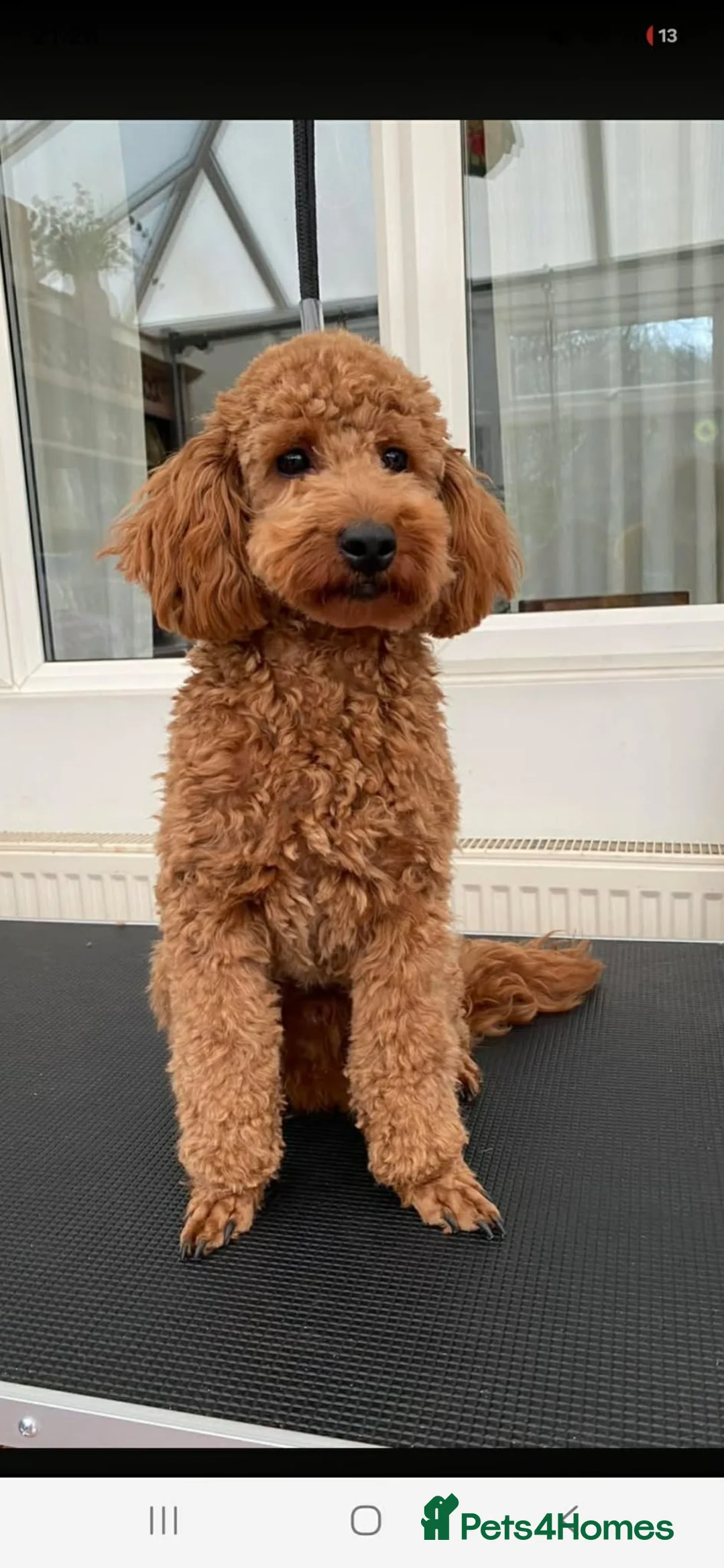 Cavapoo dogs for sale: Stunning cavapoo puppy - Advert 2
