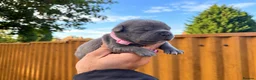 Staffordshire Bull Terrier dogs for sale: SOLID BLUE TEDDY BEARS 🧸  - Advert 5