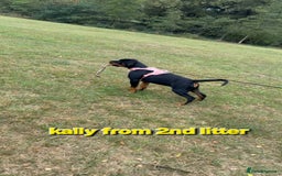 Rottweiler dogs for sale: (KC) REX & DELLAS FINAL LITTER OF QUALITY PUPS - Image 31