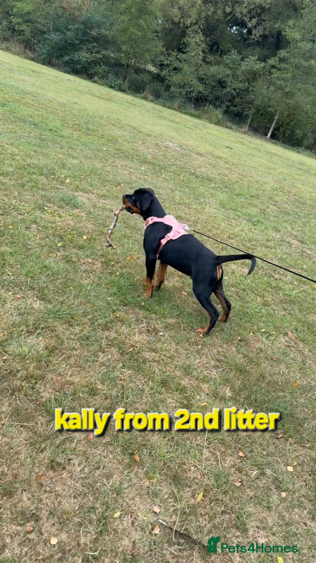 Rottweiler dogs for sale: (KC) REX & DELLAS FINAL LITTER OF QUALITY PUPS - Image 31