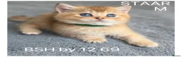 British Shorthair cats for sale: British sh odd/blue eyed adorable kittens GCCF  - Advert 8
