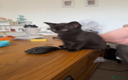British Shorthair cats for sale: British short hair cross  - Image 11