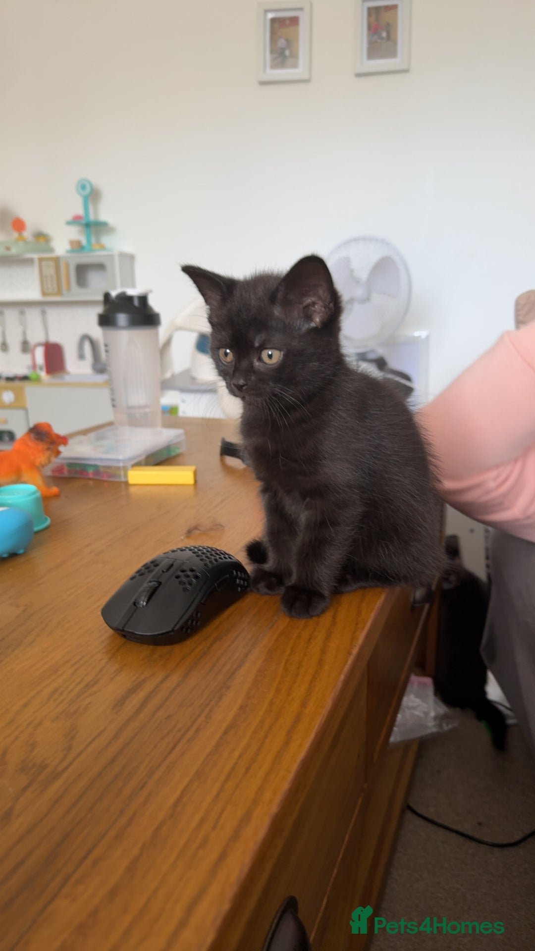 British Shorthair cats for sale: British short hair cross  - Image 11