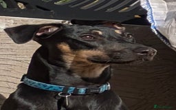 Mixed Breed dogs for sale: Jack, Springer X staffy, lurcher puppies - Image 37