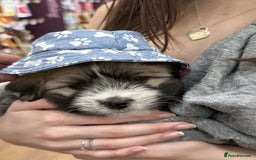Mixed Breed dogs for sale: Peke’a’tease  - Image 5