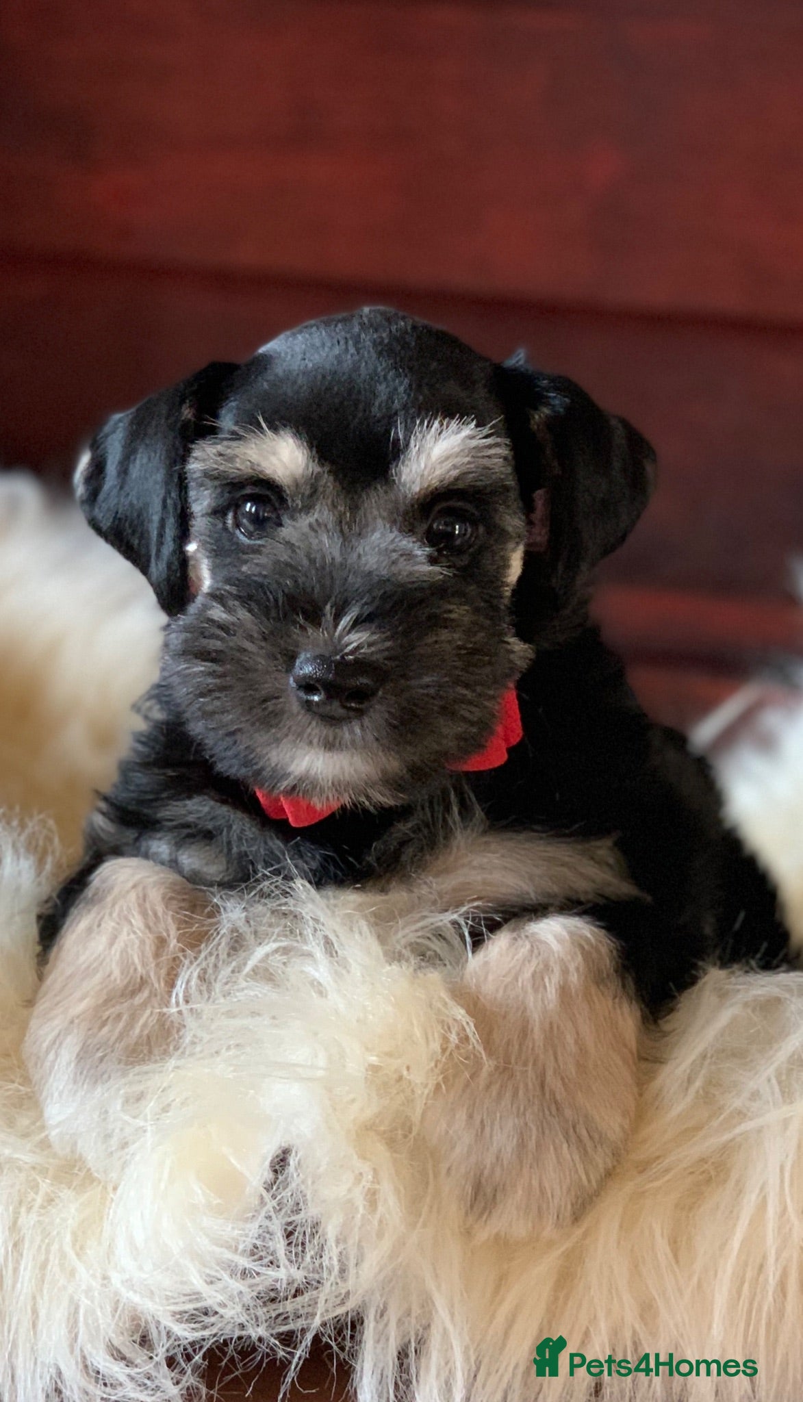 Miniature Schnauzer dogs 5* Licensed READY KC Small Mini Schnauzer Litter  - Advert 17