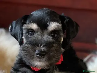 Miniature Schnauzer dogs 5* Licensed READY KC Small Mini Schnauzer Litter - Advert 17