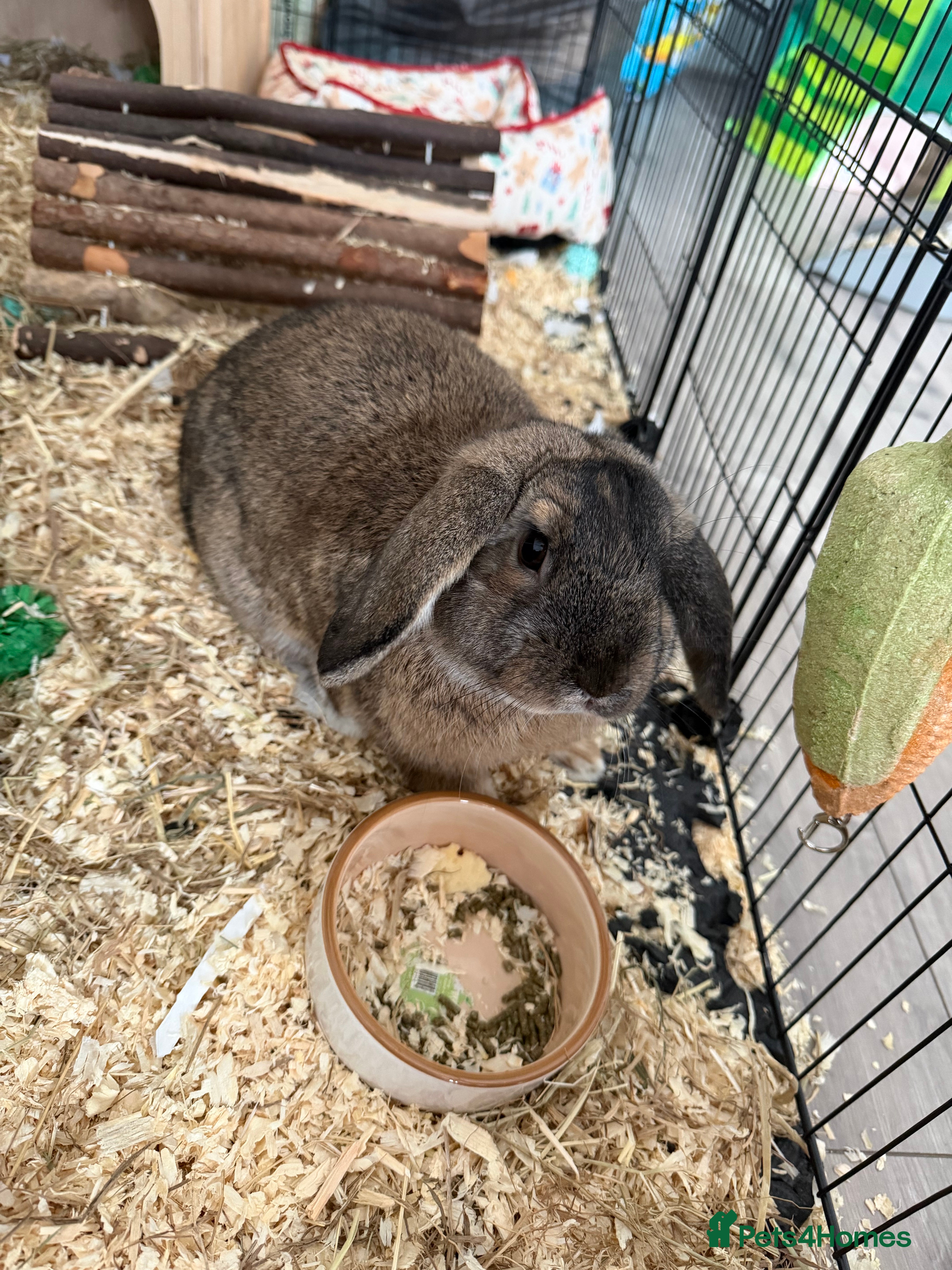 Mixed Breed rabbits 12 week old Bunny  - Advert 1