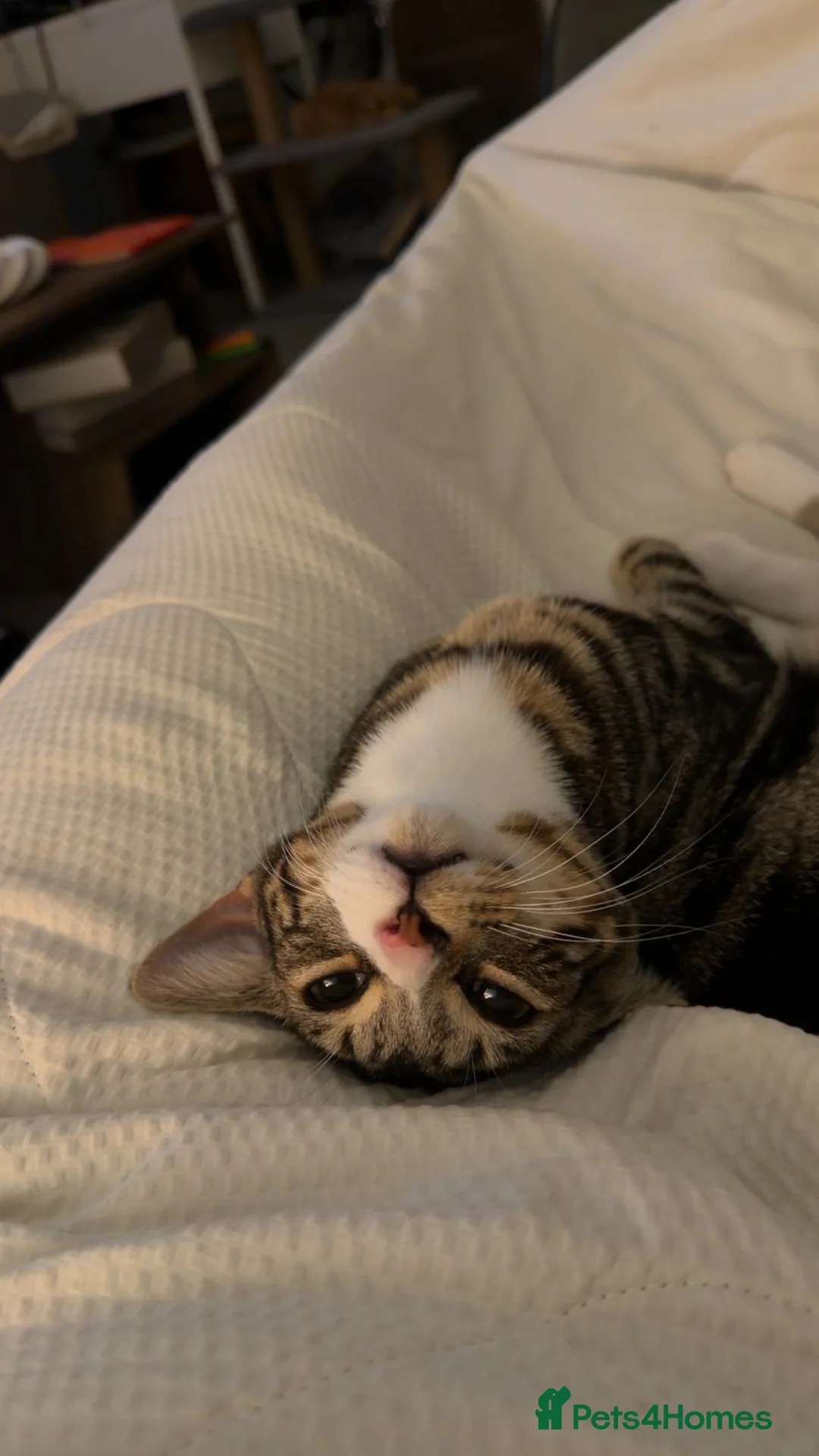 Domestic Shorthair cats for sale: 2 short haired loving male cats  - Advert 2