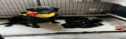 Labrador Retriever dogs for sale: Beautiful KC reg working Labrador Retriever pups  - Advert 6