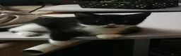 Domestic Shorthair cats for sale: Beautiful sweet boy - Advert 1