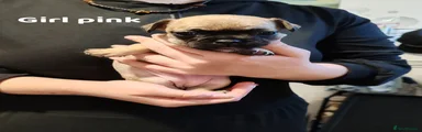Mixed Breed 3