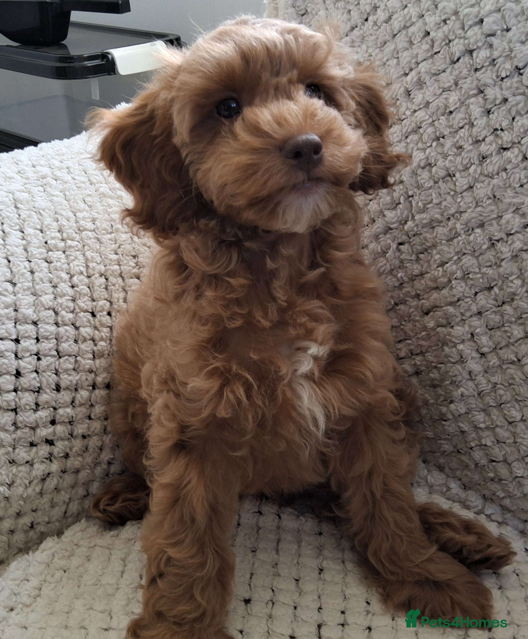 Cockapoo dogs 1 BEAUTIFUL COCKAPOO MALE PUPPY READY NOW 🐾 - Advert 4