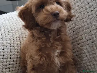 Cockapoo dogs 1 BEAUTIFUL COCKAPOO MALE PUPPY READY NOW 🐾 - Advert 6