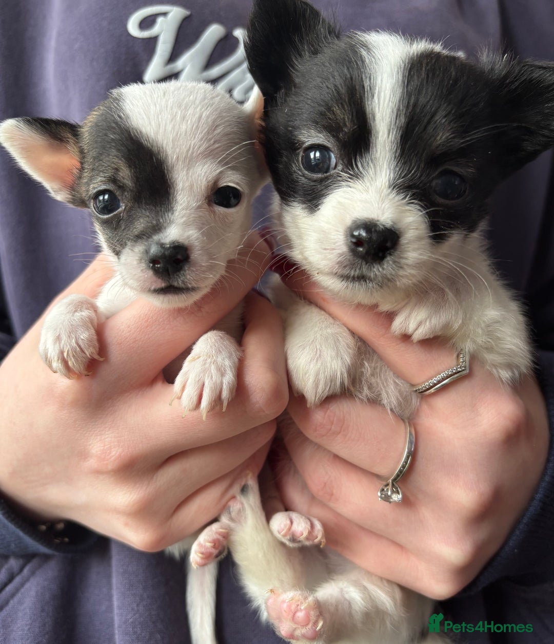 Chihuahua dogs for sale: All pups got loving homes - Image 3