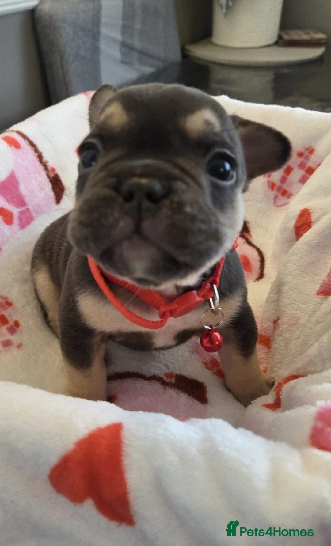 French Bulldog dogs for sale: Beautiful Frenchie puppies - Advert 25