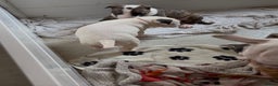 English Bull Terrier dogs for sale: Top Quality KC English bull terriers! - Advert 8