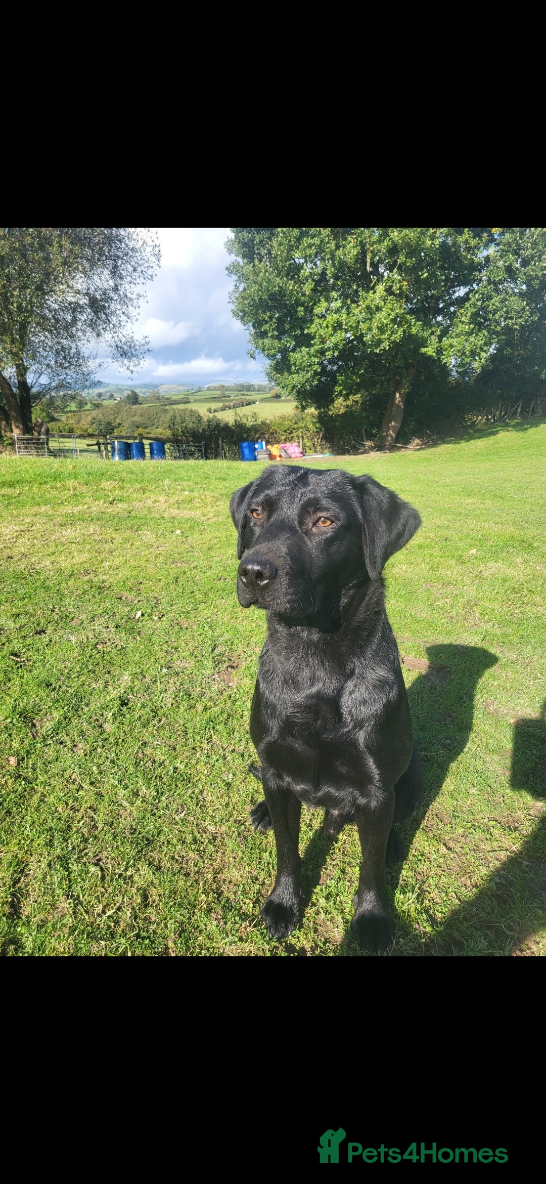 Labrador Retriever dogs for sale: Black labrador male part trained  - Advert 1