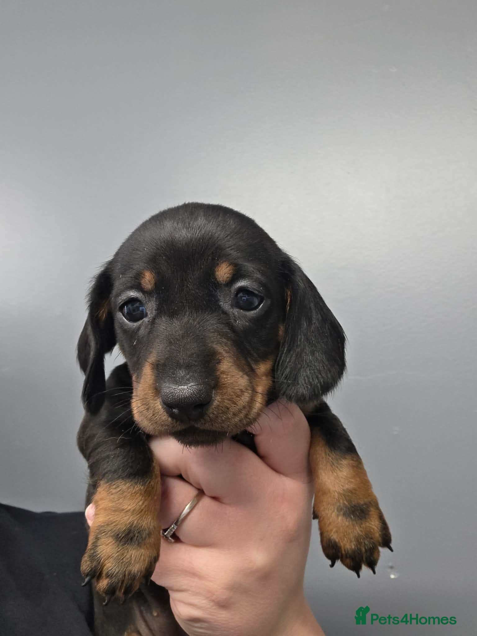 Miniature Dachshund dogs for sale: Miniature dachshund pups - Advert 4