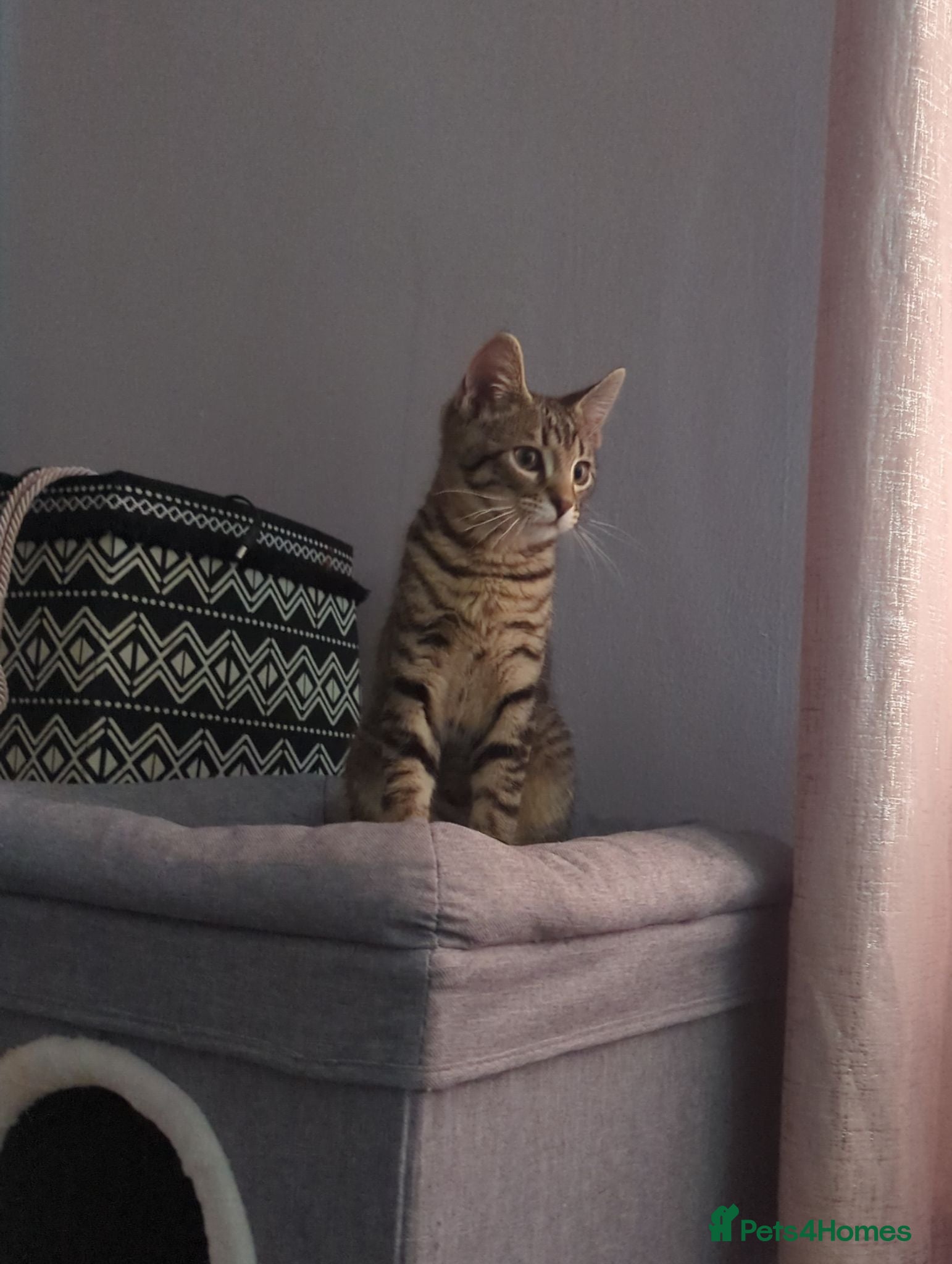 European cats Gorgeous Kittens Ready For New Home - Advert 1