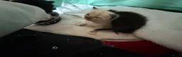 Mixed Breed cats for sale: Ragamuffin x British shorthair  - Advert 3