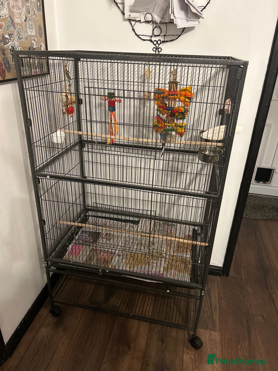 Budgerigars birds for sale: Budgie - Advert 2