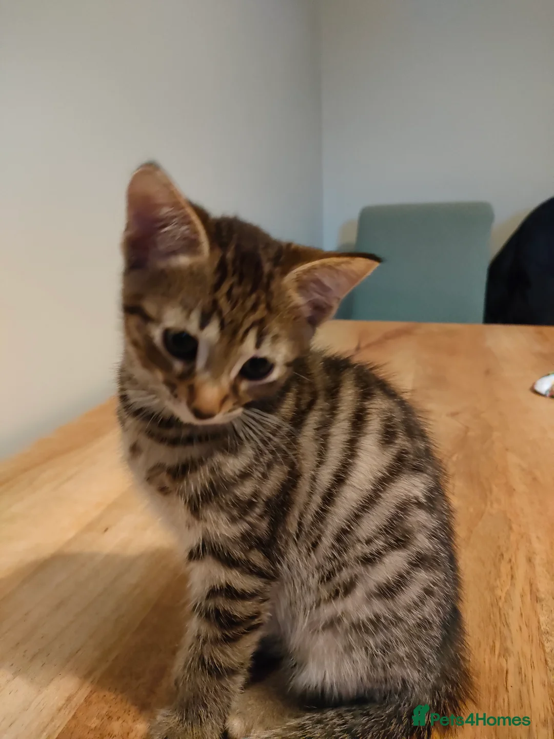 Mixed Breed cats for sale: 3 beautiful kittens - Advert 1