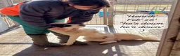 Mixed Breed dogs for adoption: Henrik, 4 yrs approx. Reserved STC. - Advert 19