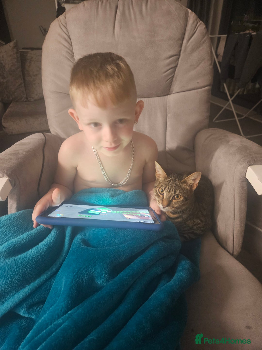 Mixed Breed cats for sale: 2 cats - Advert 2