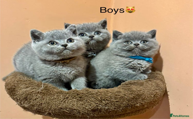 British Shorthair cats - Advert 2