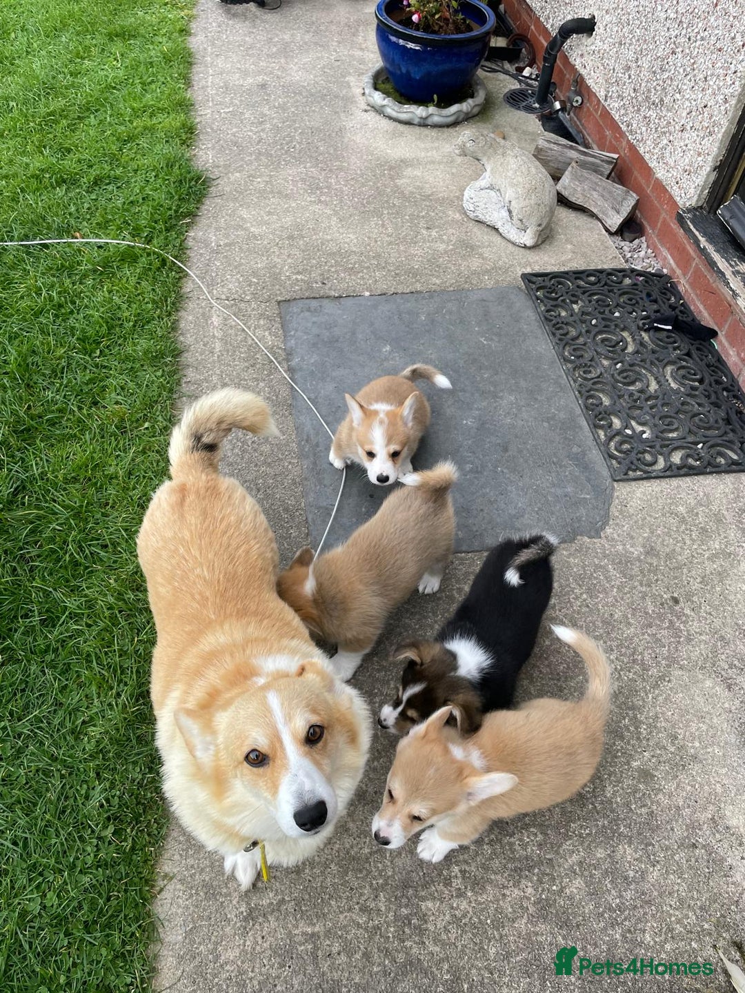 Welsh Corgi Pembroke dogs for sale: SHOW QUALITY Pembroke Welsh Corgi Pups - Image 4