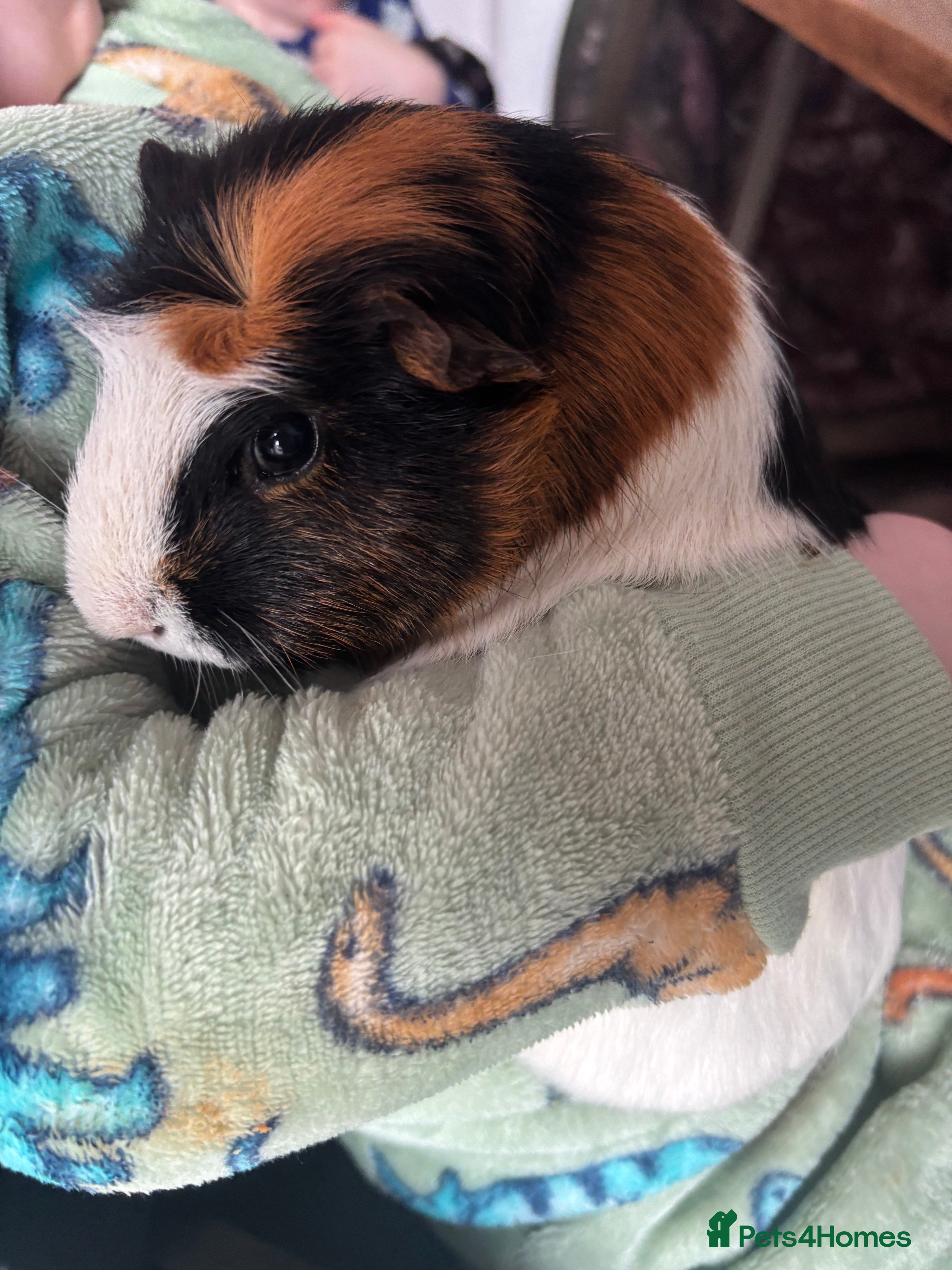 Guinea Pig rodents 2x female guinea pigs for sale  in Exeter - Advert 1