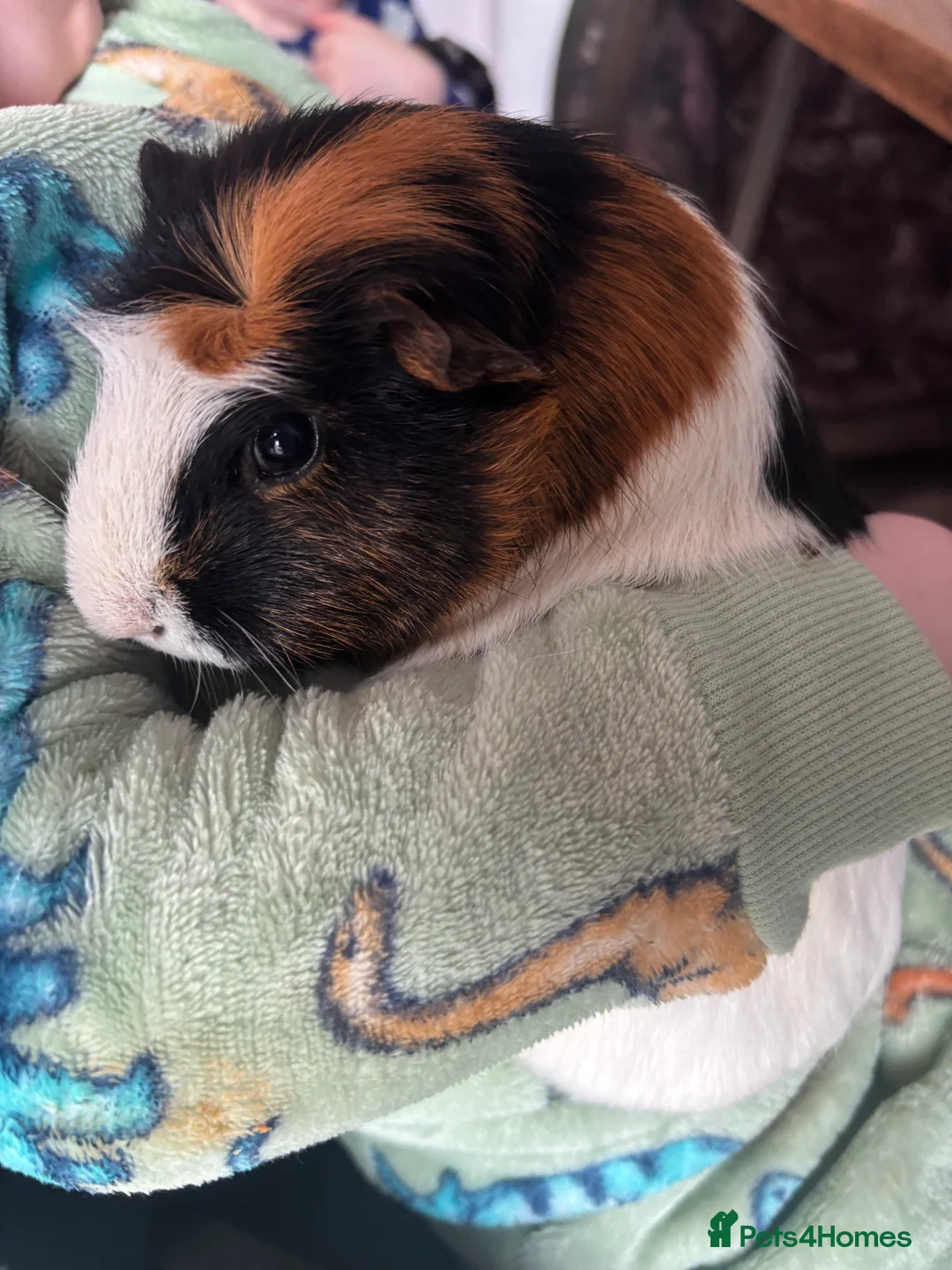 Guinea Pig rodents for sale: 2x female guinea pigs for sale  in Exeter - Advert 1