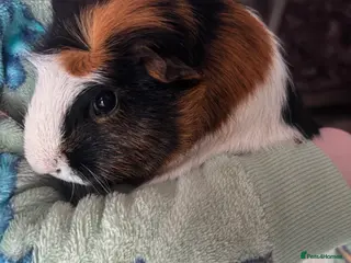 Guinea Pig rodents 2x female guinea pigs for sale in Exeter - Advert 3