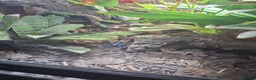 Frog reptiles for sale: Blue/black auratus x9 - Advert 9