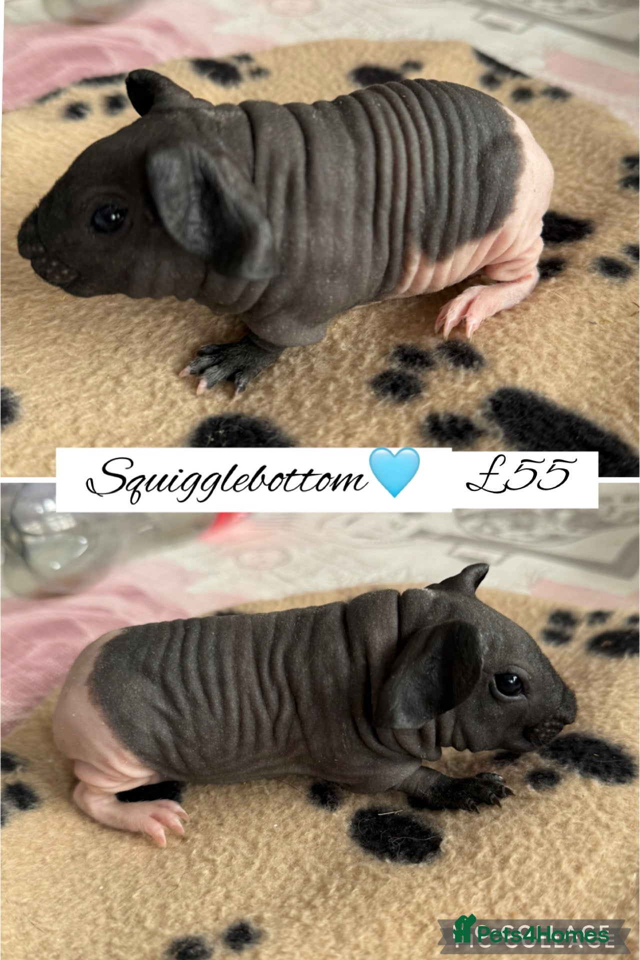 Guinea Pig rodents for sale: Pedigree skinny pigs  - Advert 7