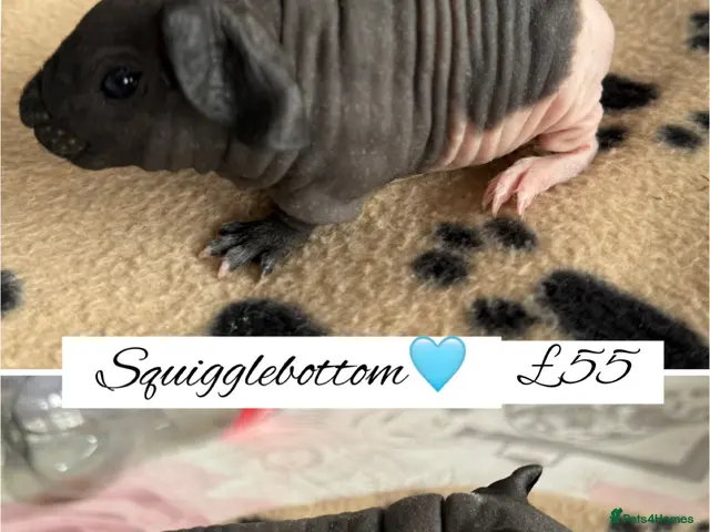 Guinea Pig rodents for sale: Pedigree skinny pigs - Advert 7