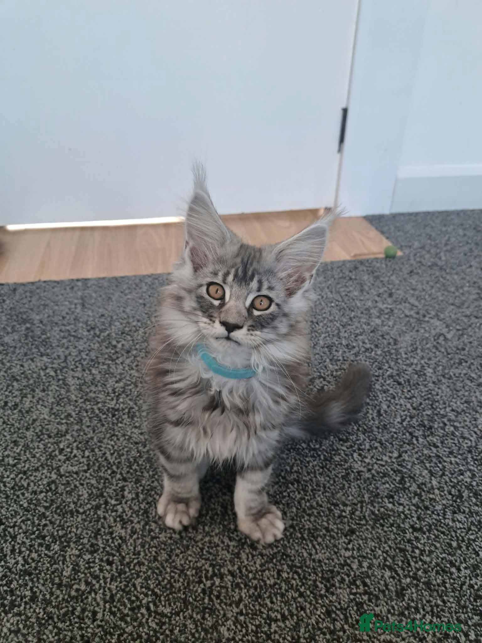 Maine Coon cats Maine coon pedigree kittens  - Advert 2