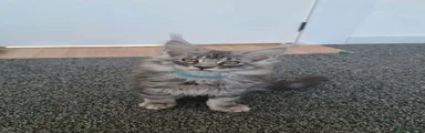 Maine Coon 1