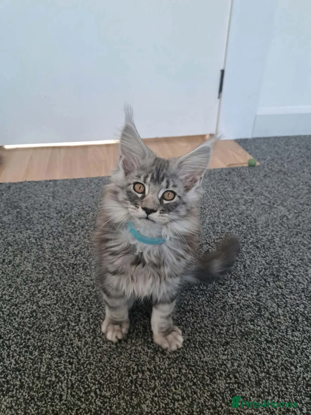 Maine Coon cats for sale: Maine coon pedigree kittens  - Advert 2