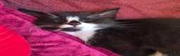 Mixed Breed cats for sale: 2 Beautiful Kittens ready for their forever home - Advert 6