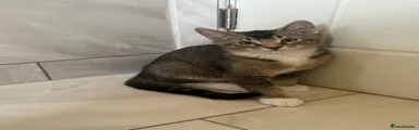 Abyssinian & Bengal Kitten 4 - Mocha