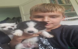 Border Collie dogs for sale: Border collie puppies  - Image 9