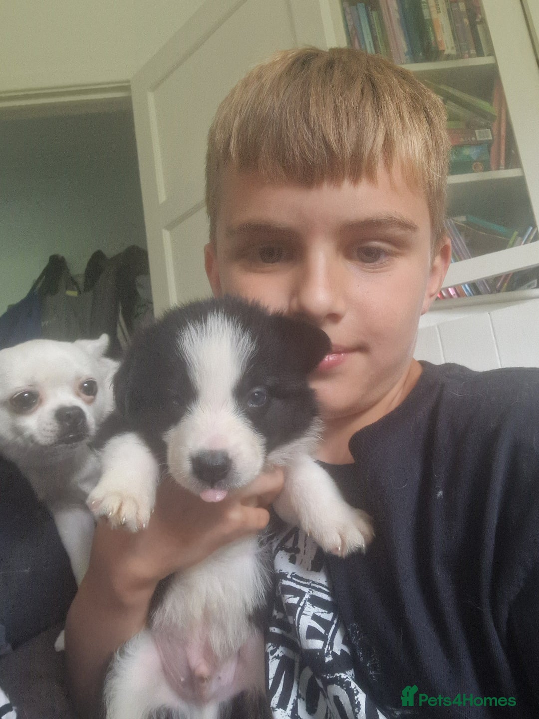 Border Collie dogs for sale: Border collie puppies  - Image 9