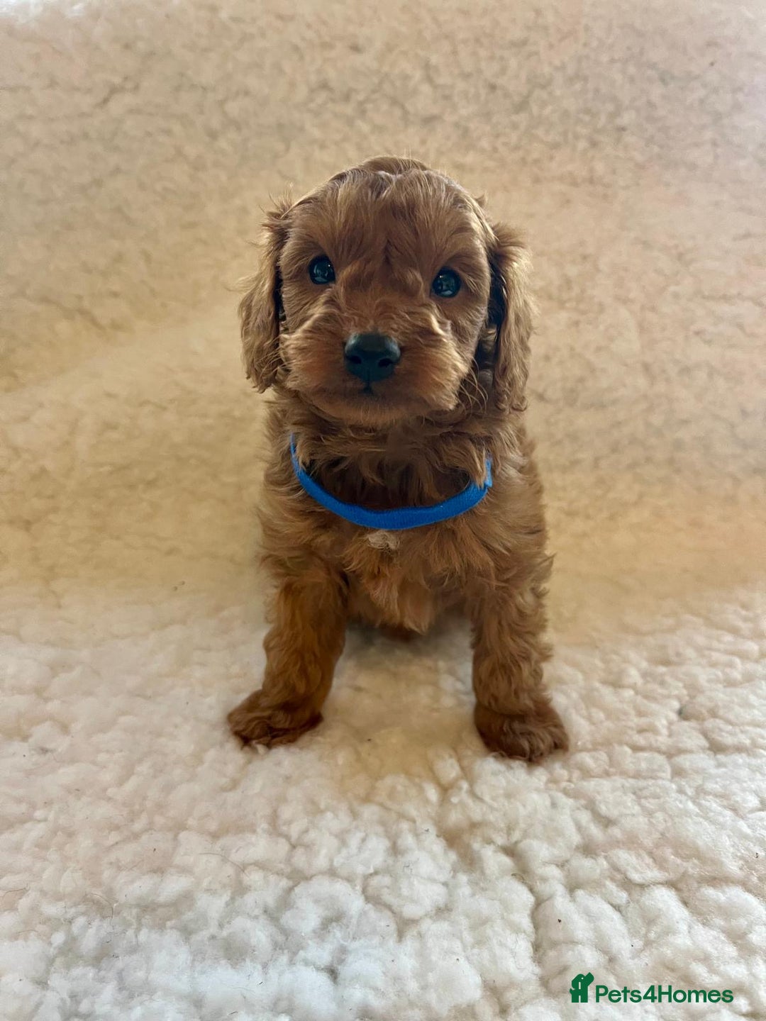 Cavapoo dogs for sale: Top quality F1b red toy Cavapoo  - Advert 1