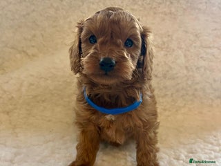 Cavapoo dogs Top quality F1b red toy Cavapoo - Advert 8