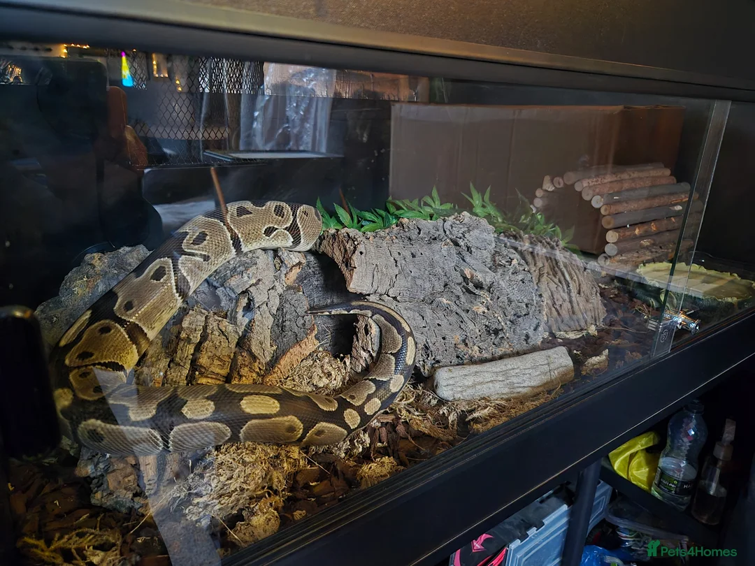 Python Snake reptiles for sale: Royal python with full Vivarium set up - Advert 4