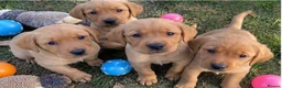 Labrador Retriever dogs for sale: ⭐️ Fox Red Lab Pups - Council licensed - Advert 4